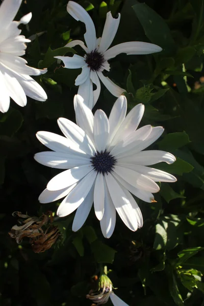 White Daisy Sunny Day Garden — Stock Photo, Image