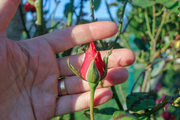 Eine Der Jüngsten Rosen Meinem Garten Mit Meiner Hand Rücken — Stockfoto