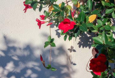 Kırmızı çiçeklerin ve yeşil yaprakların gölgeleri