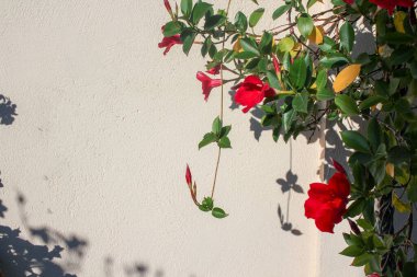 Gün batımında duvardaki bitkilerin gölgeleri