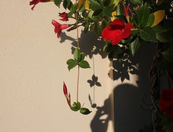 Sunset Brings Shadows Plants Walls — Stockfoto