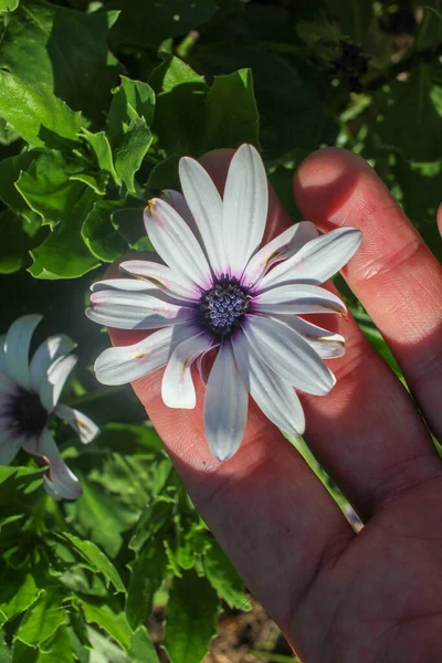 Holding Beautiful Daisy Hand — Stockfoto