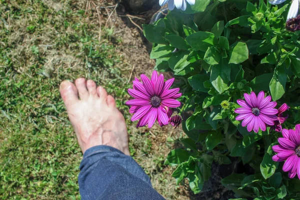Walking Barefoot Grass Close Purple Flowers — Stockfoto
