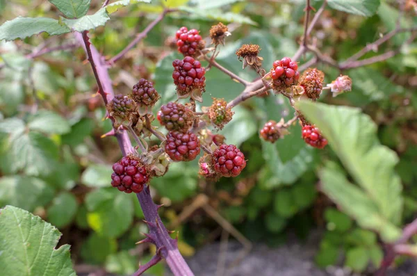 wild fruits found in nature. In this case red blackberries