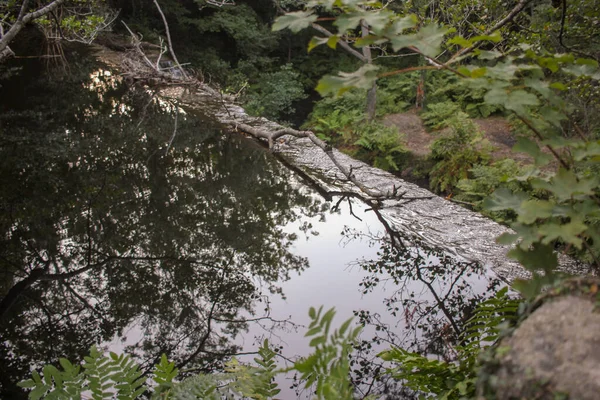 Відображення Гілок Листя Річці Перед Водоспадом — стокове фото