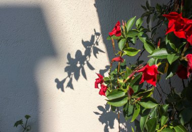 sunset shadow of a plant in a white wall