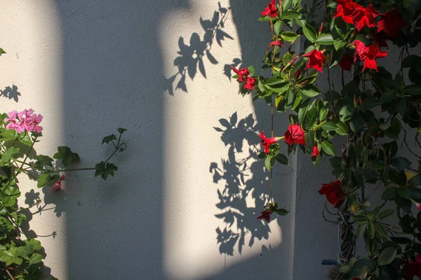 some plants cast shadows in the wall during sunset