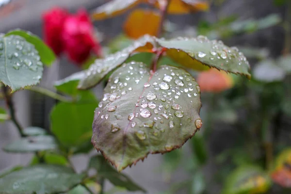 Drops Water Summer Rain — Stockfoto