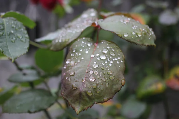 Water Drops Leaves Rose Tree Summer Rain — Stockfoto