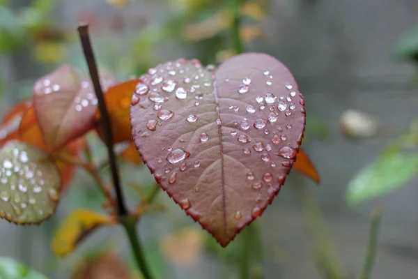 drops of rain in a leaf from a rose tree