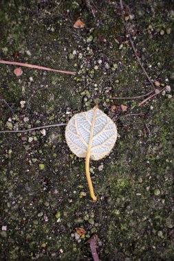a tiny leaf from my kiwi tree has fallen in my garden