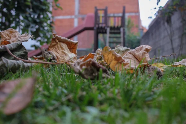 autumn leaves are falling in my garden