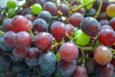organic grapes from my garden in summer