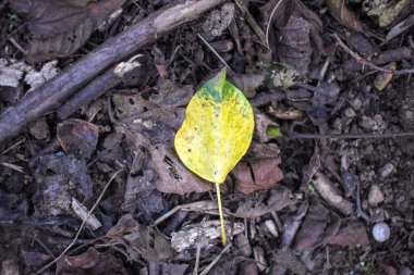 I found different autumn leaves in the pathway