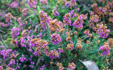 violet wild flowers in the woods under sunset light