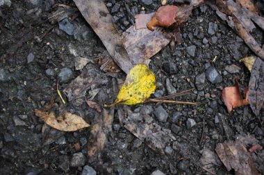 a yellow leaf on the ground in September