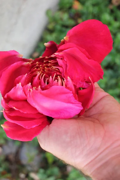 Petals Rose Hand Still Give Very Pleasant Scent — Fotografia de Stock