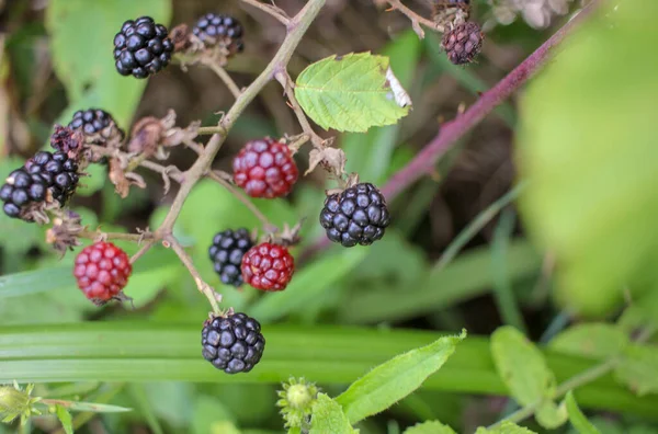 Some Blackberries Middle Nature Ready Eat — Stock fotografie