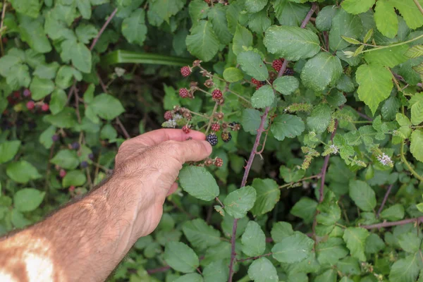 Picking Blackberries Middle Nature Close River — Stock fotografie