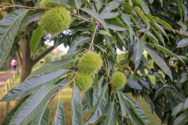 chestnuts are starting to grow in chestnut trees in the last days of summer
