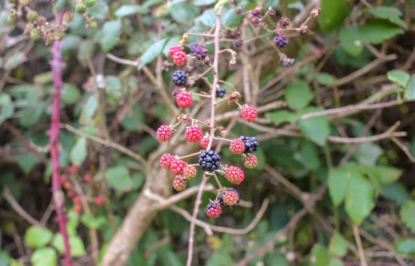 Lot Red Blackberries Only Some Them Black Sweet — Stok fotoğraf