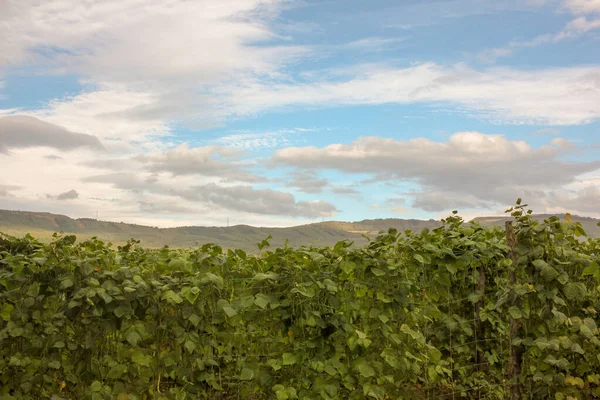 Bewölkter Himmel Über Breiter Bohnenplantage Spanien — Stockfoto