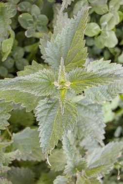 Dağlarda bir tarlada ısırgan otu bulundu.