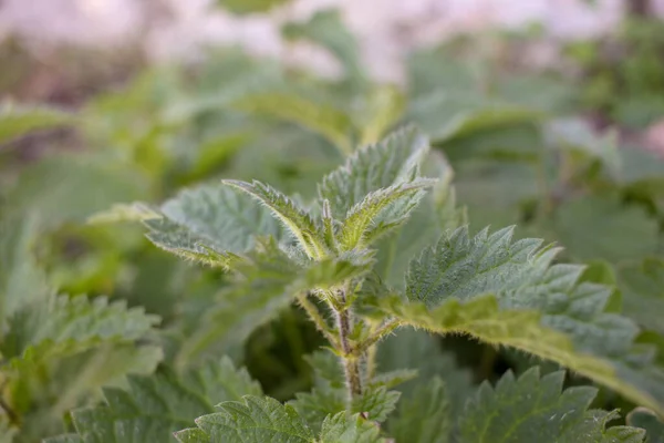 nettles have medical properties and are good for some diseases