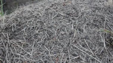 Karınca yuvasında hızlı hareket eden karıncalar