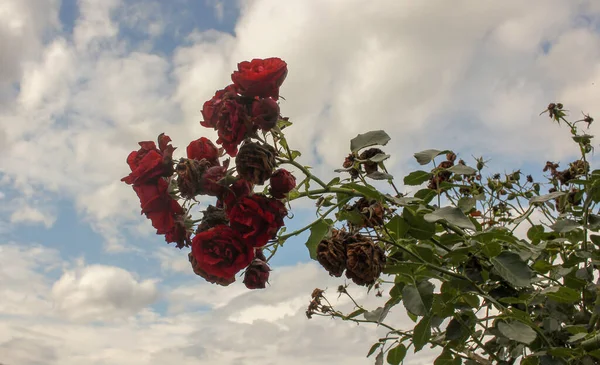 Die Letzten Tage Mehrerer Roter Rosen Die Jahre Gekommen — Stockfoto