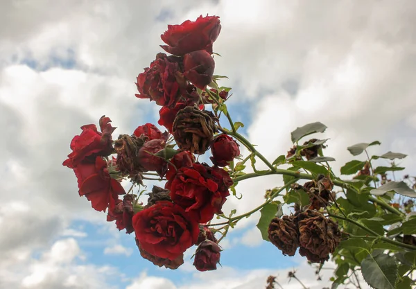 Die Letzten Rosen Des Sommers Und Ein Wolkenverhangener Himmel — Stockfoto
