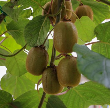 Bahçemdeki kivi ağacımda birkaç kivi yetişiyor.