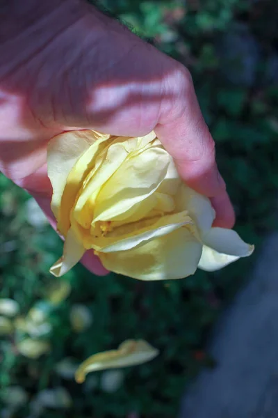 Lasciando Cadere Terra Dei Petali Gialli — Foto Stock