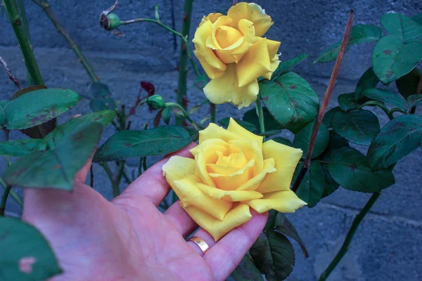 Toccando Rose Gialle Nel Mio Giardino — Foto Stock