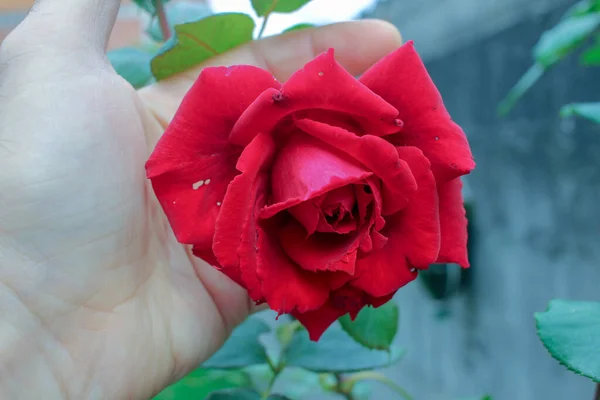 Das Vergnügen Eine Rote Rose Der Hand Halten Und Riechen — Stockfoto