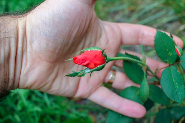 Tenendo Una Piccola Rosa Rossa Mano Mentre Camminavo Nel Mio — Foto Stock