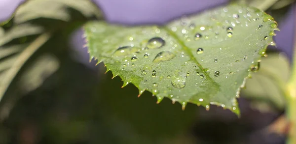 Wassertropfen Einem Blatt Einer Rose Nach Dem Regen — Stockfoto