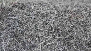 Karınca yuvasında çılgınca hareket eden karıncalar