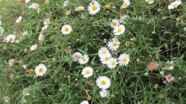 Rüzgâr otların arasında yabani çiçekler açıyor.