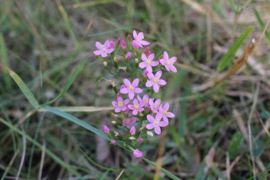 Dağlarda yürürken bulunan bazı vahşi, pembe çiçekler.