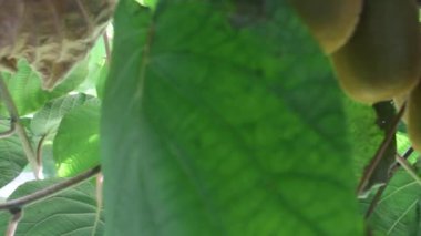 my kiwis growing fast in my kiwi trees