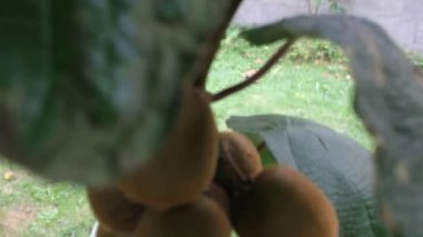 Kivilerimin güzelliğine bakıyorum.