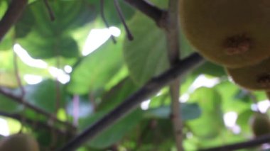 Kivilerimin güzelliğine bakıyorum.