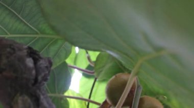 Kivilerimin güzelliğine bakıyorum.