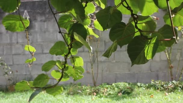 Meus Kiwis Crescendo Rápido Minhas Árvores Kiwi — Vídeo de Stock