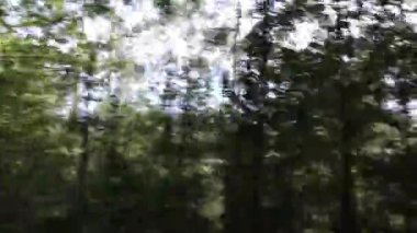 Ormanın ortasında, gün ışığında.