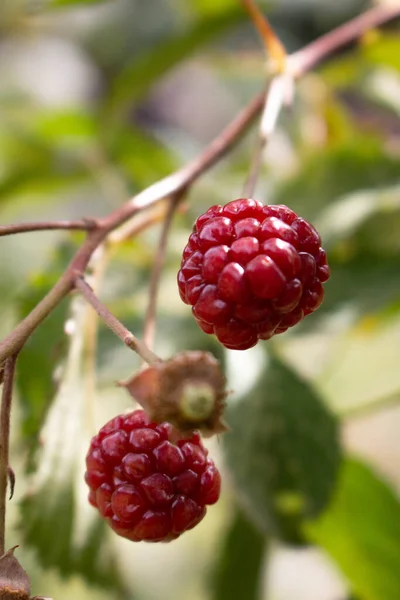 Taze olgun kırmızı kuşüzümlü ağaçlara yakın çekim