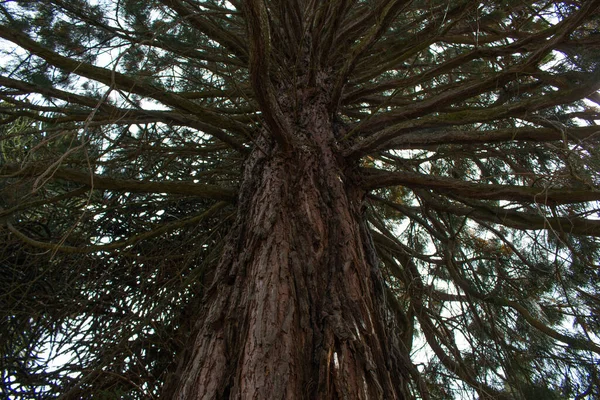 Dalları ve ön planda kocaman gövdesi olan büyük bir yüzüncü yüzyıl ağacı, Patagonya Arjantin