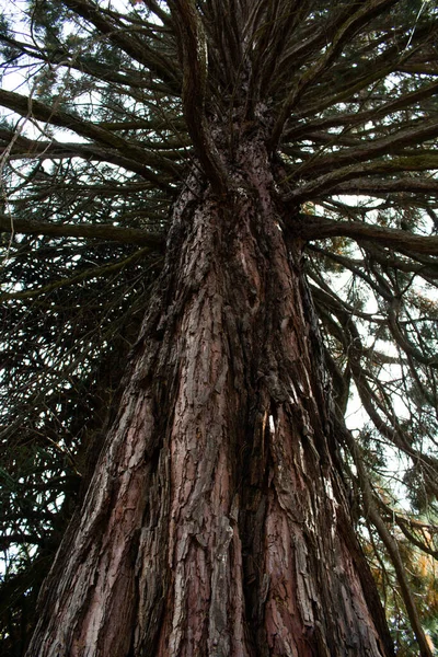 Grand Arbre Centenaire Avec Des Branches Énorme Tronc Premier Plan — Photo