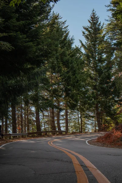 Ağaçlar ve çam ağaçlarıyla çevrili boş yol eğrisi